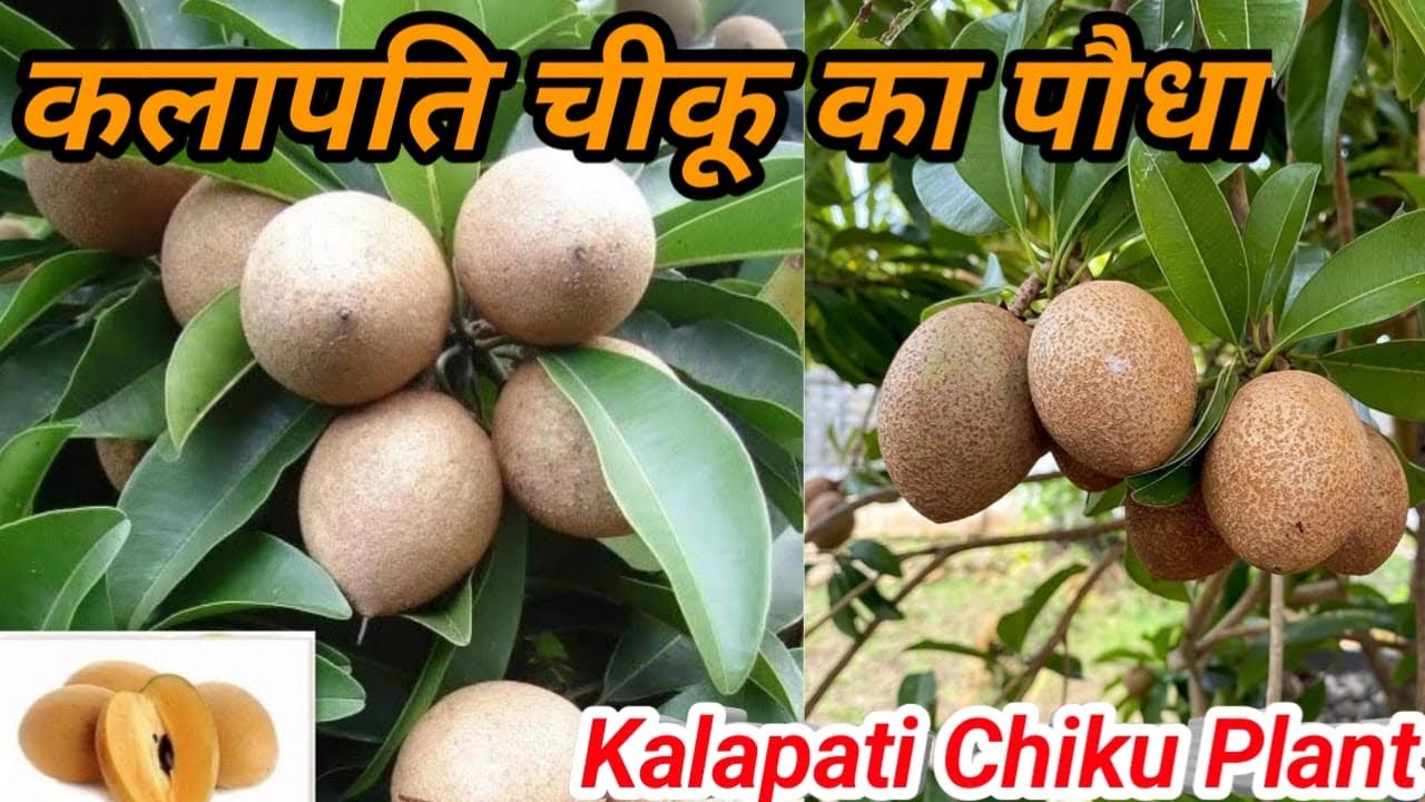 Thai Kalapatti Chiku Plant || थाई कलापट्टी चीकू का पौधा || Thai Variety Plant