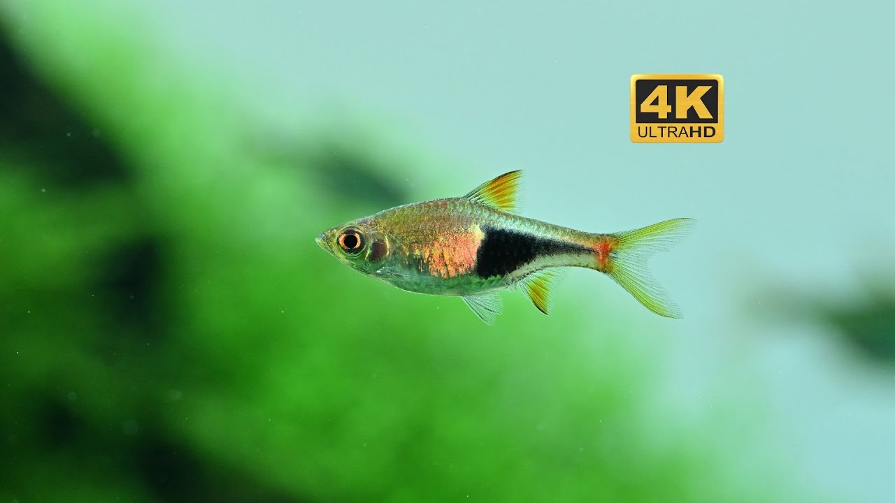 [4K]UHD Blue(Red) Rasbora;Harlequin Fish｜三角灯 - YouTube