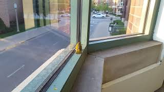 bird flies into car window 3