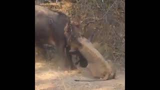 Lion vs buffalo - who will win? +18