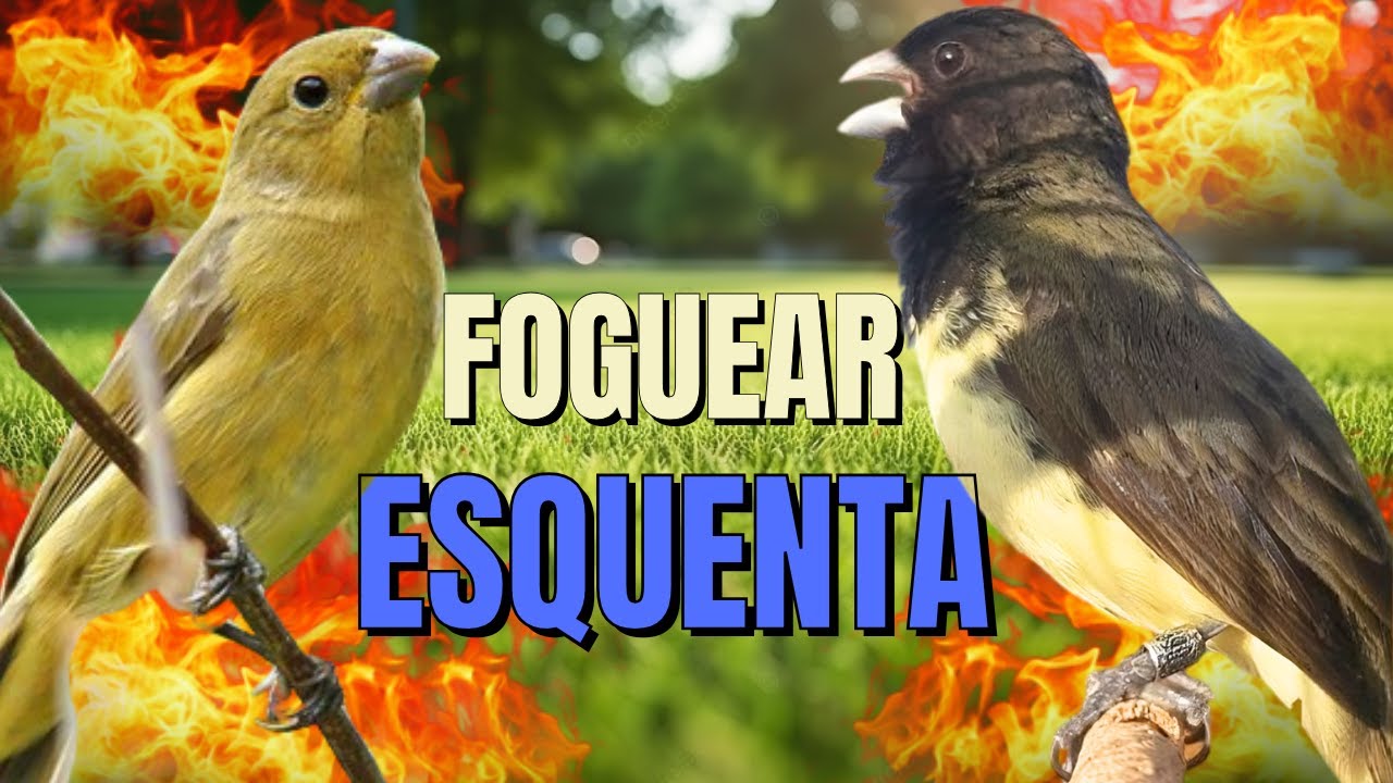 Papa capim siu siu com Fêmea chamando para Esquentar papa capim siu siu e papacapim siusiu