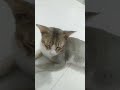 Fat Bahby #larrylegend #kitten #cat #cute #funny #memes #larry