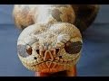 Wood Carved Rattlesnake Walking Stick #60