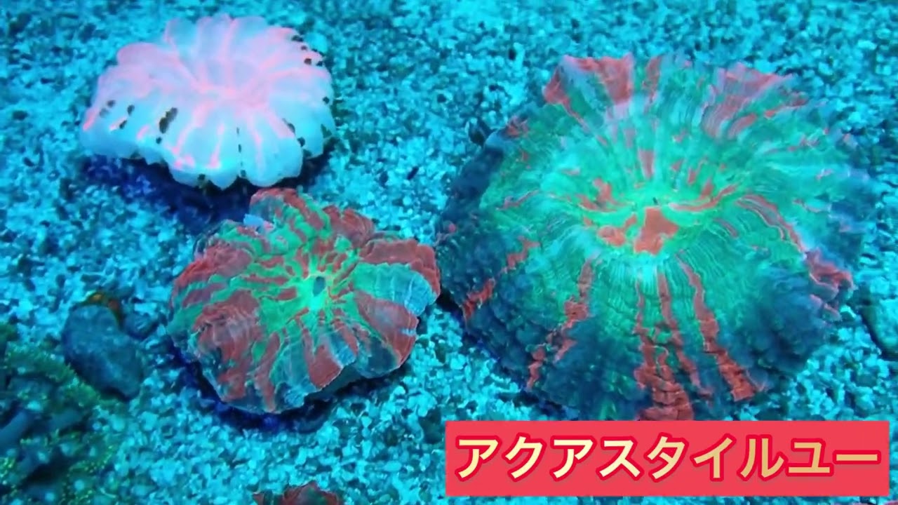 9/5 アザミハナガタサンゴ アクアスタイルユー - YouTube