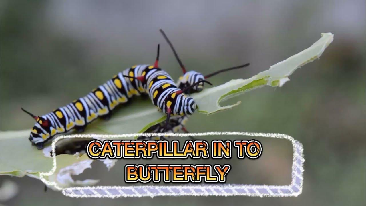 Beautiful Caterpillar turn into Butterfly (Metamorphosis) beautiful