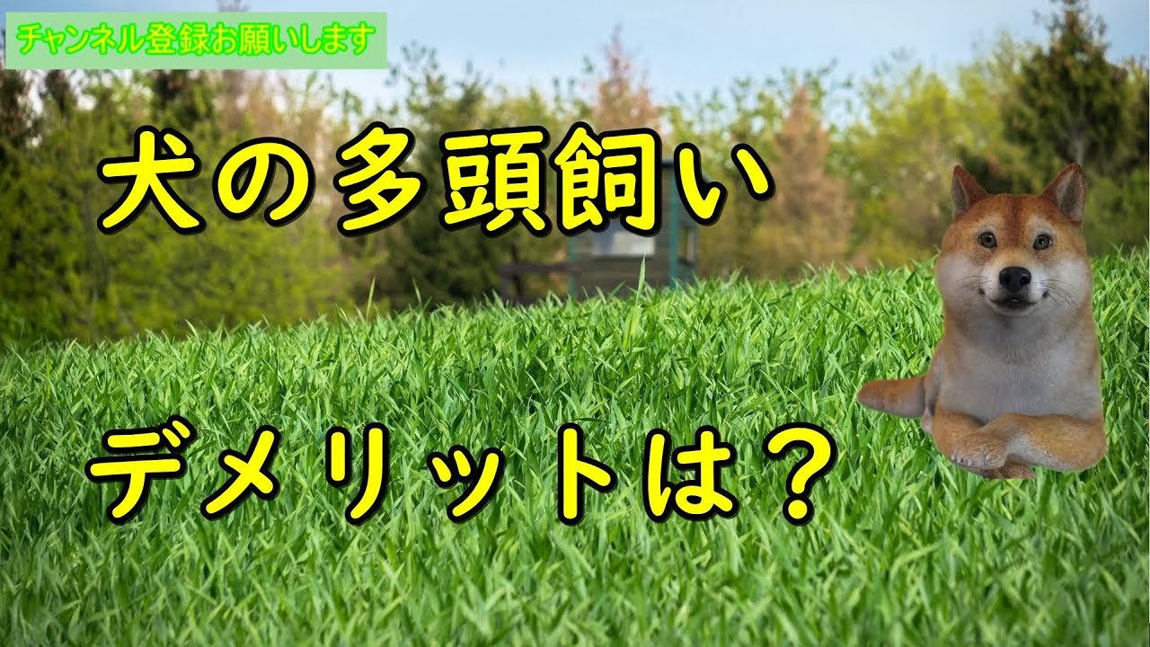 犬を多頭飼いするデメリットは Youtube