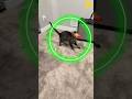 FBI Investigates Cat Trained by Michael Jackson 😭🐈#shorts
