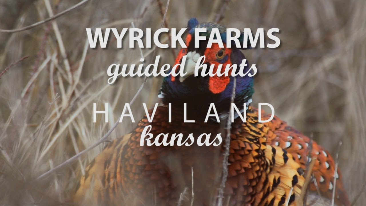 Wyrick Farms Guided Hunts Haviland Kansas YouTube