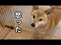 人間の言葉を完全に理解しママにキレる柴犬が可愛い