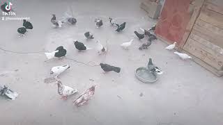 Tiktok Guvercin Vidyolari