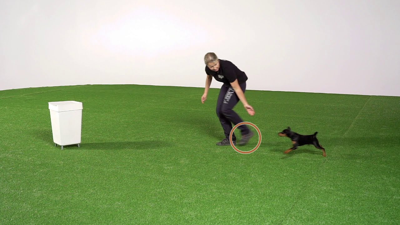 Beginner agility: sending your dog around an object!