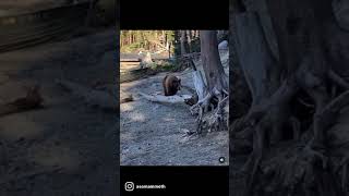 Famous WOW! Amazing CLOSE encounter with a bear in Mammoth Lakes 🤩 Net Worth