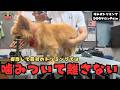 【初来店】トリミングで噛みついて断られてしまった保護犬チワワの噛み犬トリミング