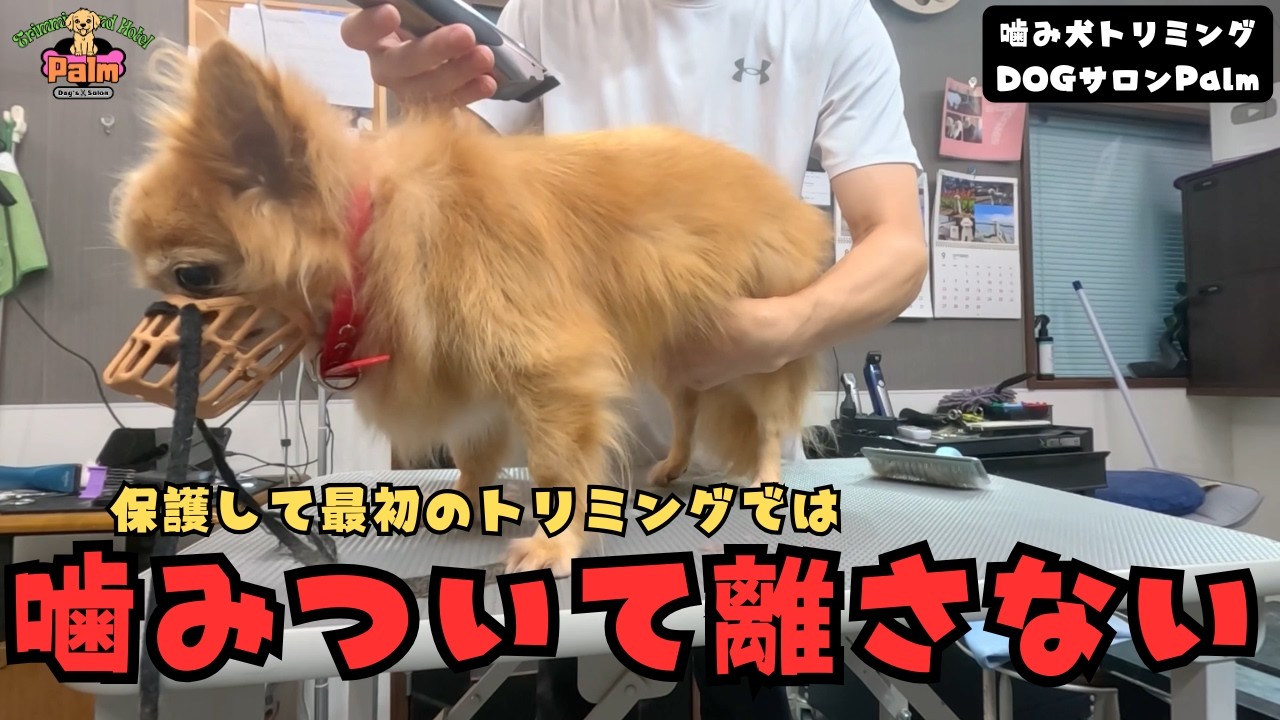 【初来店】トリミングで噛みついて断られてしまった保護犬チワワの噛み犬トリミング