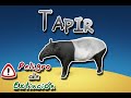 Tapir o Danta |Animales del Mundo| (Especial peligro de extinción)