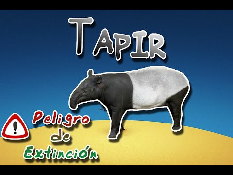 Tapir | Animal World | (Special endangered)