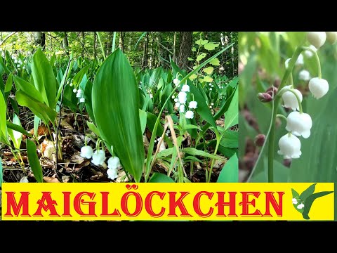 Video: Ist Maiglöckchen invasiv - Informationen zum Pflanzen von Maiglöckchen in Gärten