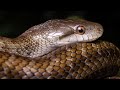 庭にヘビが出現して嬉しい動画🐍