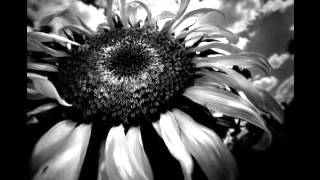 Çün Sana Gönlüm Mübtela Düştü Resimi