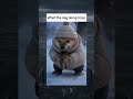 What the dog doing bị lạc 🥺 #shorts #memes #whatthedogdoing
