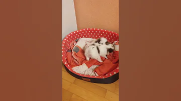 Японский хин щенки мальчик и девочка