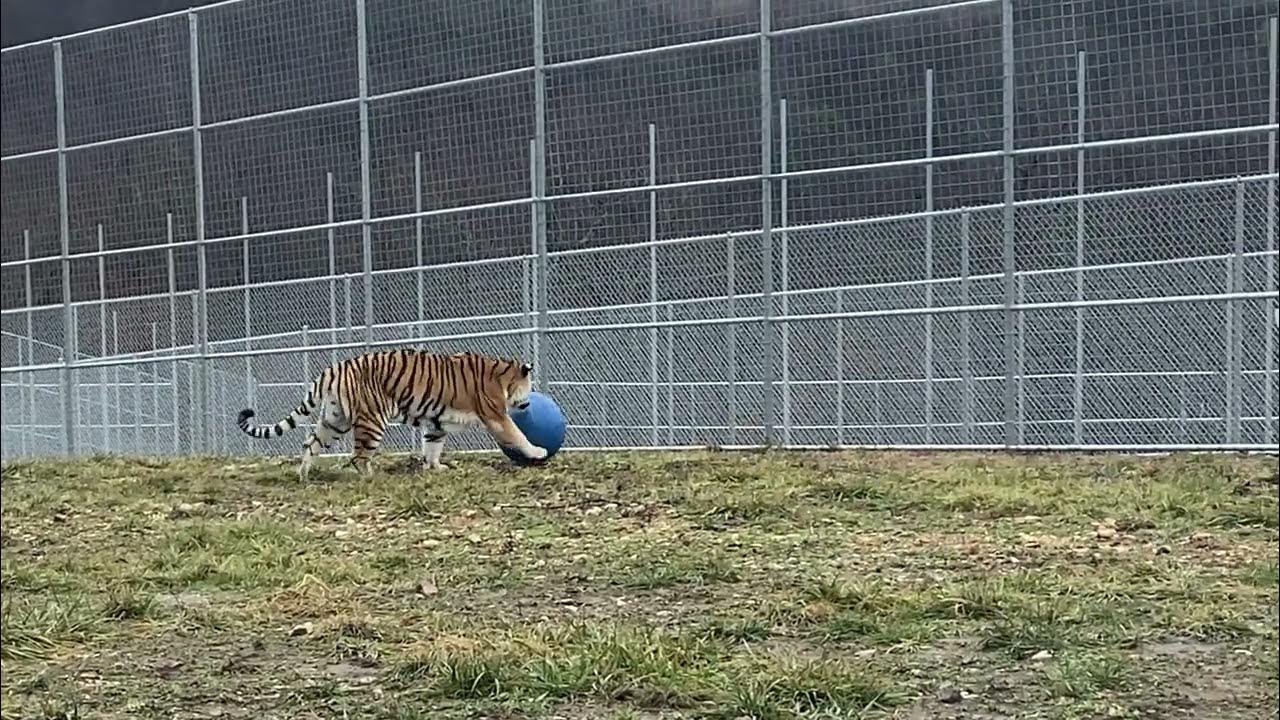 Do Tigers Play Ball? - YouTube