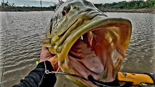 SÓ MONSTRO!!! PESCARIA DE TUCUNARÉ AÇU!!! @alien_fishing_oficial by ALIEN FISHING 7,005 views 9 months ago 10 minutes, 33 seconds