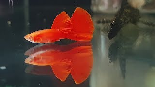 03 Cẩm Nang Guppy] - Full Red Bds Là Gì ? - Youtube