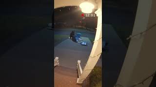Black Bear Caught On Camera Knocking Over Trash Bin At Midnight