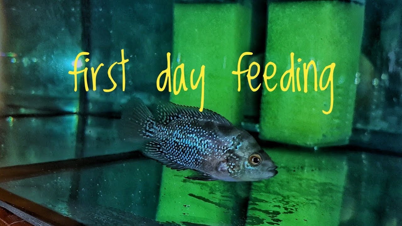 First day feeding to my baby flowerhorn YouTube