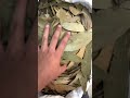 ورق غار هندى جملة دبى Bay Leaves Wholesale In Dubai 00971566799140 ورق غار هندى جملة دبى Bay Leaves Wholesale In Dubai 00971566799140