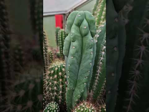 Nightly Garden Tour