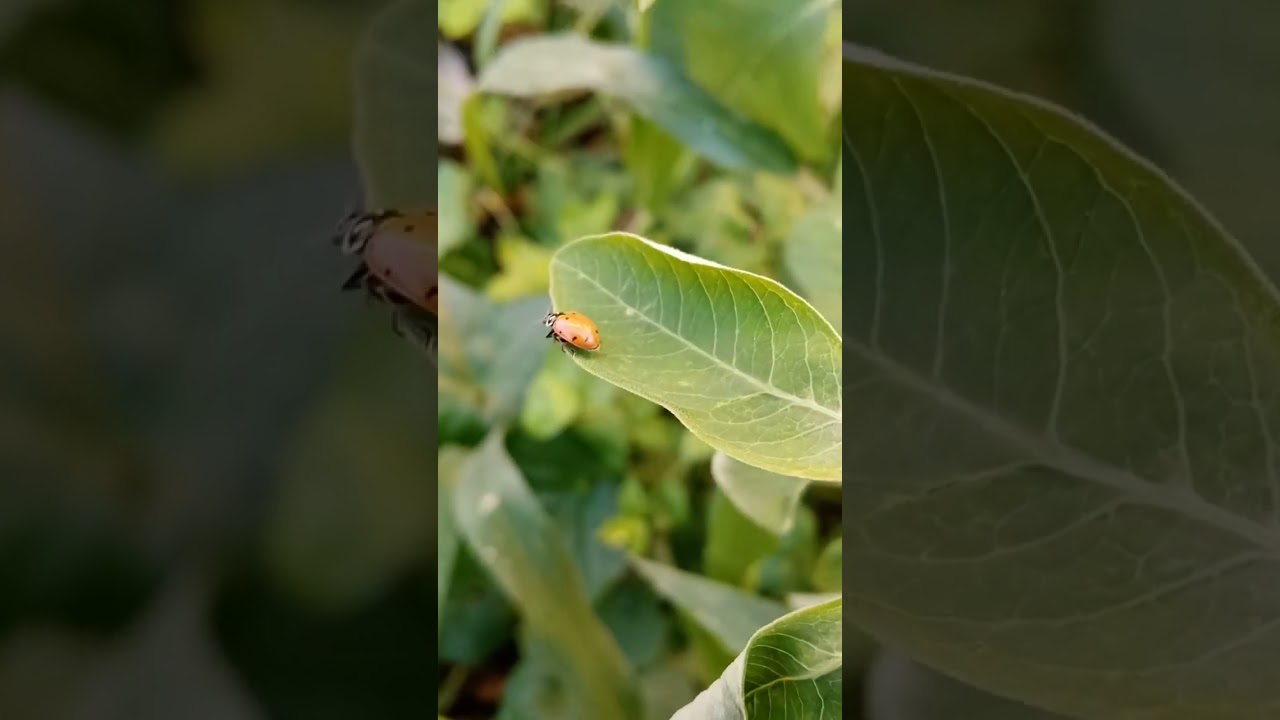 Catarina convergente de la familia Coccinellidae (Hippodamia convergens)