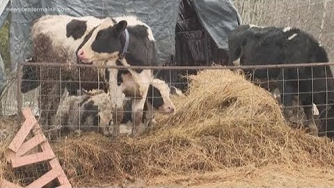 PFAS chemicals affecting farmers in Maine