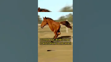 Странные животные, о существовании которых вы не подозревали! 🤯 #shorts