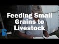 Feeding Small Grains to Livestock