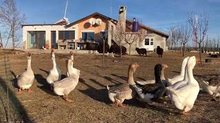 14.01.2019.Kholmogory geese in OLYMPUS farm today.