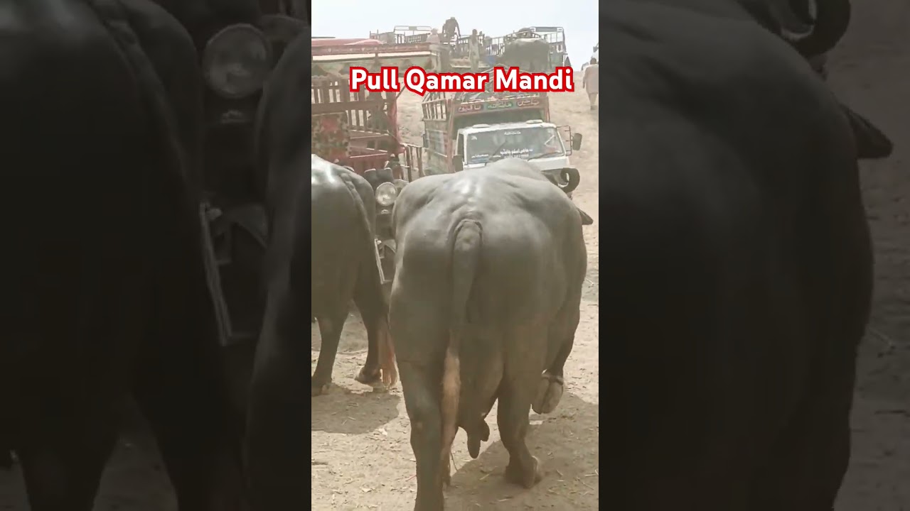 Pull Qamar Mandi 