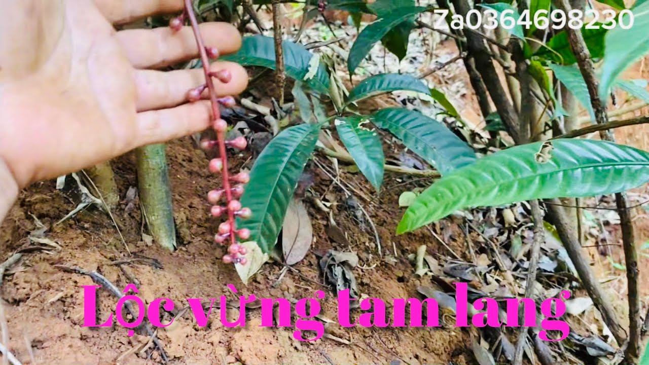 P3tập357/bứng phôi Lộc vừng Tam lang mùa hoa 