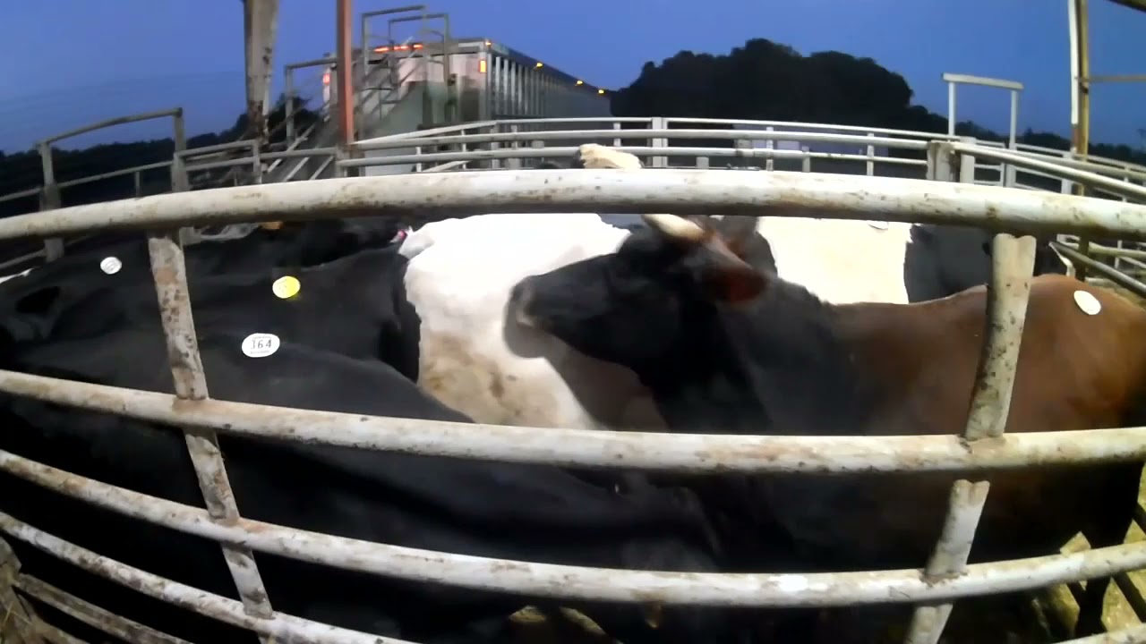 Loading 42 Head, Little Donkeys And A Cow Plays Ring Around The Rosie