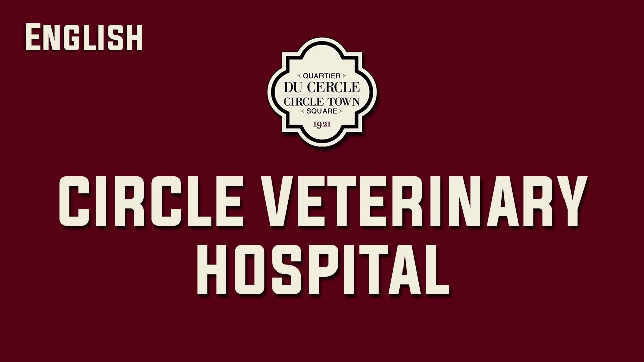 Circle Veterinary Hospital (English) YouTube