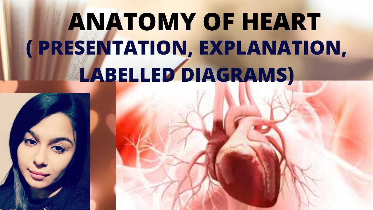 HEART ANATOMY ( Presentation and explanation )