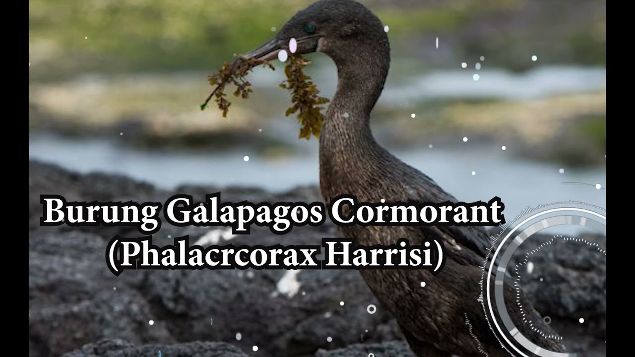 Galapagos Cormorant (phalacrocorax harrisi)