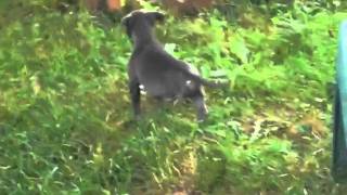 My Foster Puppy 3 Legged Blue Pitbull For Adoption In Baltimore