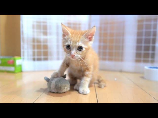 【生後50日】子猫の下手っぴなハンティングがかわいい