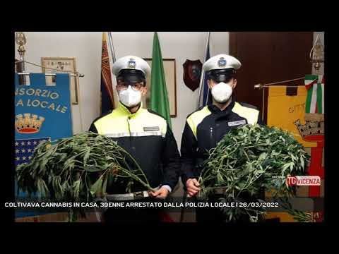 COLTIVAVA CANNABIS IN CASA, 39ENNE ARRESTATO DALLA POLIZIA LOCALE | 26/03/2022