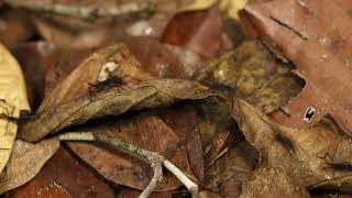 Army Ants Eciton Sp On The Rainforest Floor Ecuador H