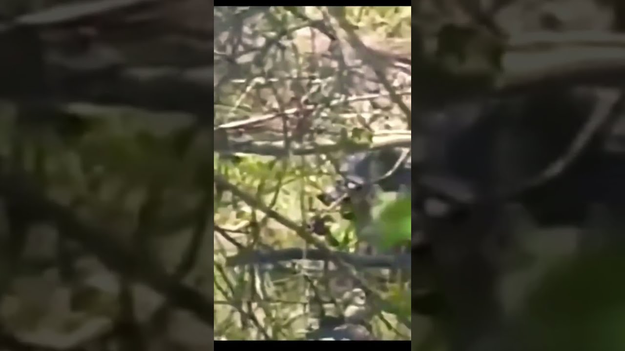 Dogman On Camera Close Walking Through The Woods Hunting For Prey 