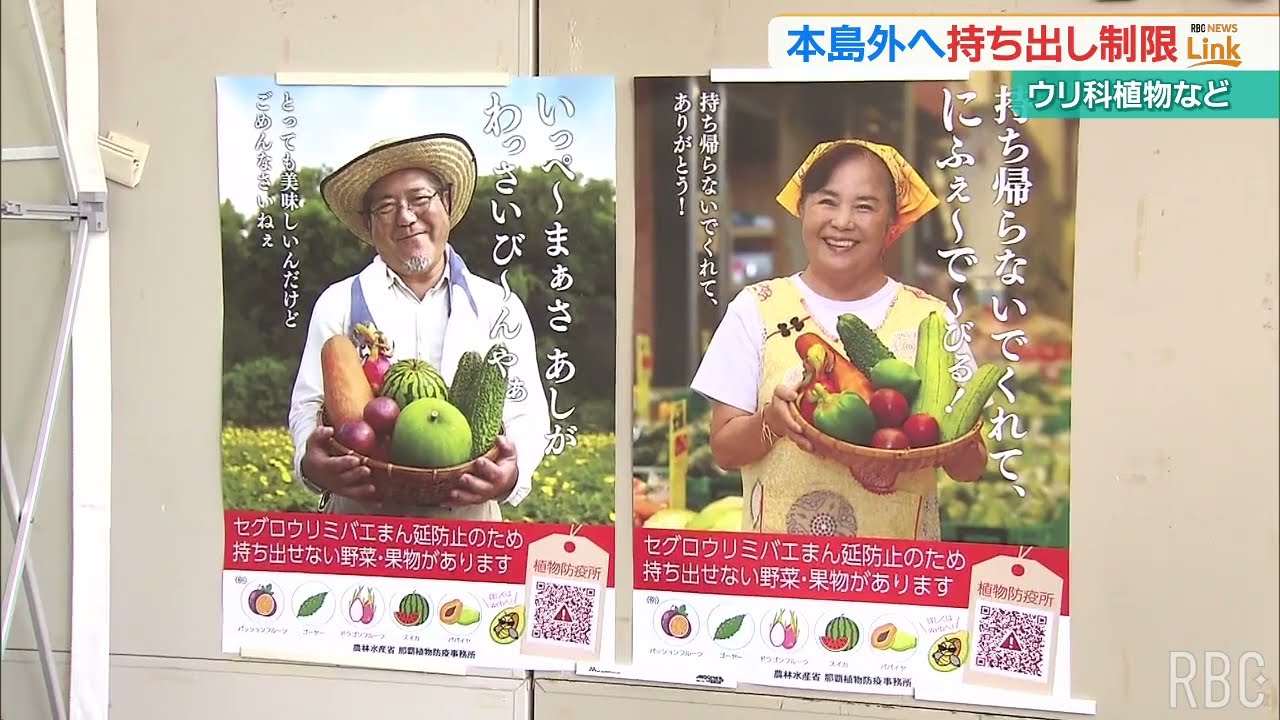 ギラウミニアナ 現地株 大株 種が取れだしたら取り消します。 ユーフォルビア ギラウミニアナ 現地株 - メルカリ
