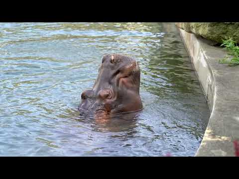 Video: Proč hroch žije ve vodě?